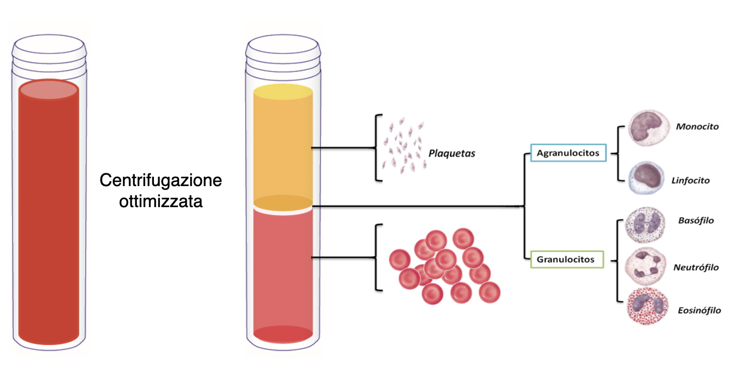 IL FRAZIONAMENTO DEL&SANGUE&PER&OTTENERE&PRP